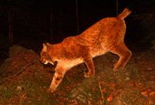 Rys František – Moravskoslezské Beskydy