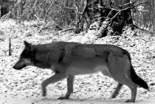 Vlčice – Vsetínské Beskydy