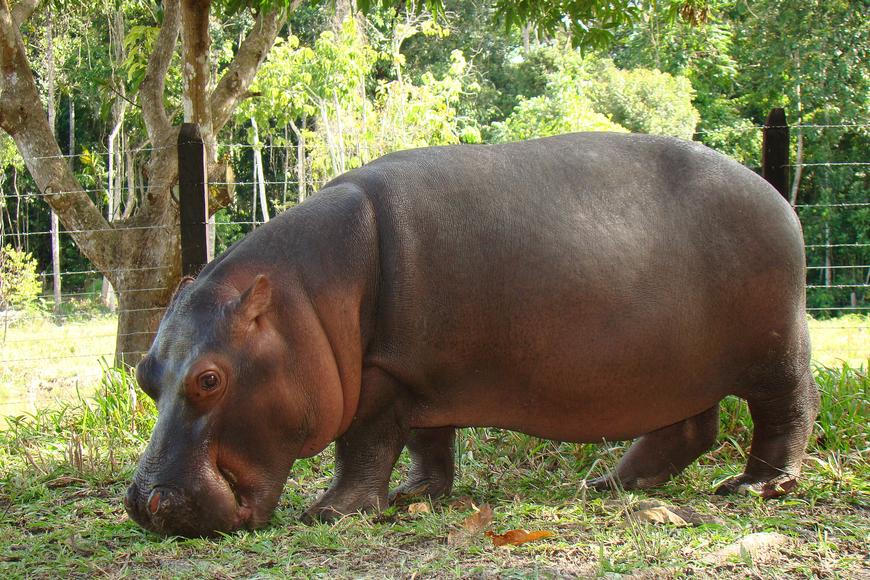 Escobarův poslední výstřel. Proč Kolumbie prohrává válku s „kokainovými“ hrochy
