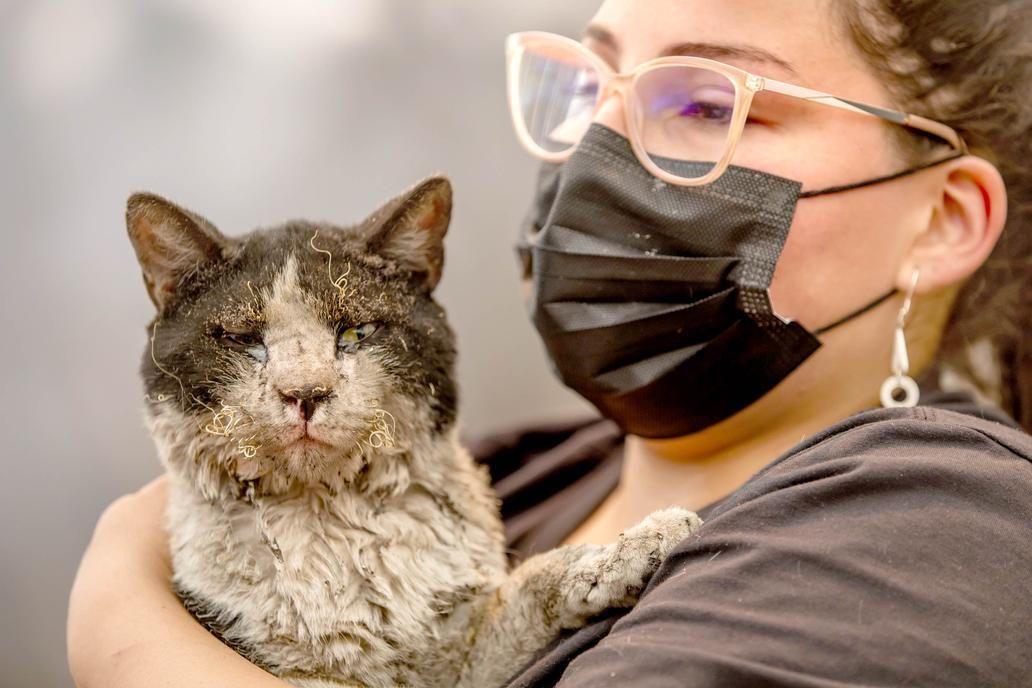 Z plamenů do náruče: příběhy hrdinů na čtyřech tlapkách