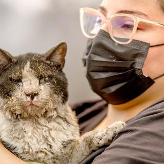 Z plamenů do náruče: příběhy hrdinů na čtyřech tlapkách