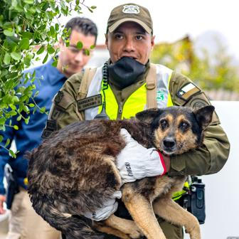 Z plamenů do náruče: příběhy hrdinů na čtyřech tlapkách