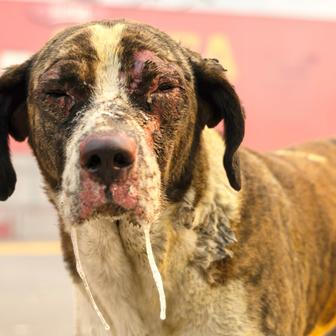 Z plamenů do náruče: příběhy hrdinů na čtyřech tlapkách