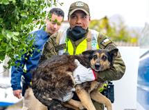 Z plamenů do náruče: příběhy hrdinů na čtyřech tlapkách