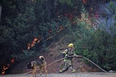 Z plamenů do náruče: příběhy hrdinů na čtyřech tlapkách