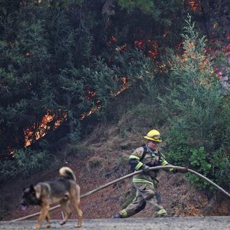 Z plamenů do náruče: příběhy hrdinů na čtyřech tlapkách
