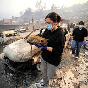 Z plamenů do náruče: příběhy hrdinů na čtyřech tlapkách