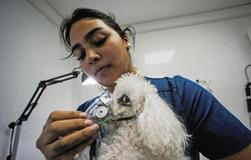 Z plamenů do náruče: příběhy hrdinů na čtyřech tlapkách