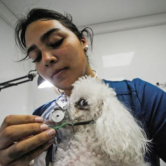 Z plamenů do náruče: příběhy hrdinů na čtyřech tlapkách