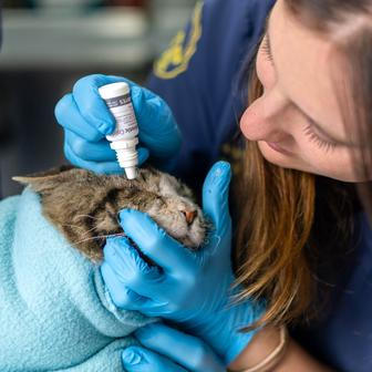 Z plamenů do náruče: příběhy hrdinů na čtyřech tlapkách