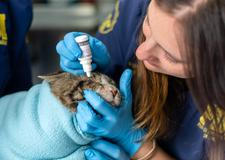 Z plamenů do náruče: příběhy hrdinů na čtyřech tlapkách