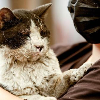 Z plamenů do náruče: příběhy hrdinů na čtyřech tlapkách