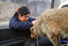 Z plamenů do náruče: příběhy hrdinů na čtyřech tlapkách