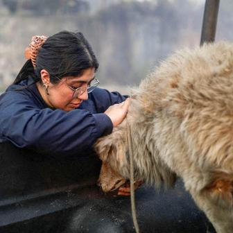 Z plamenů do náruče: příběhy hrdinů na čtyřech tlapkách