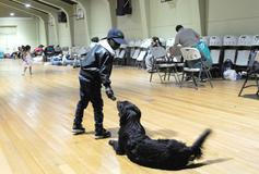 Z plamenů do náruče: příběhy hrdinů na čtyřech tlapkách