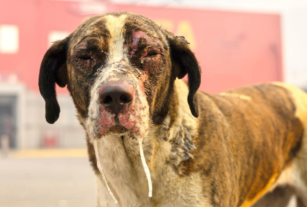 Z plamenů do náruče: příběhy hrdinů na čtyřech tlapkách