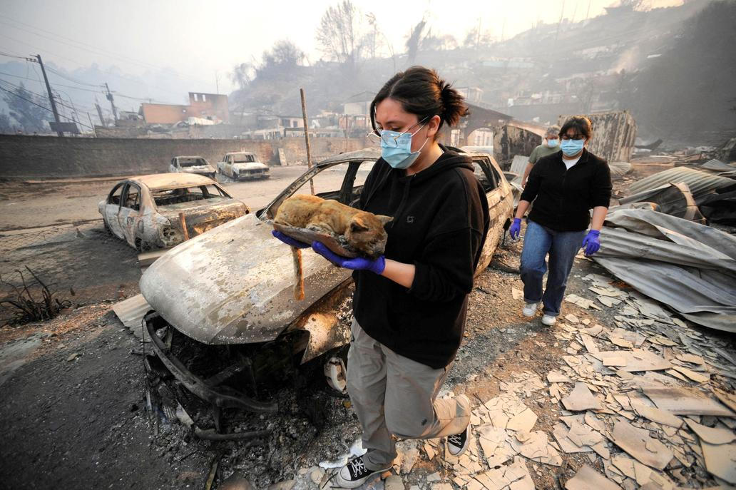 Z plamenů do náruče: příběhy hrdinů na čtyřech tlapkách