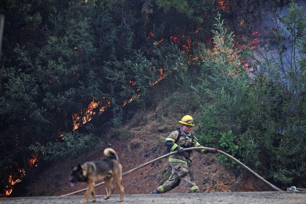 Z plamenů do náruče: příběhy hrdinů na čtyřech tlapkách
