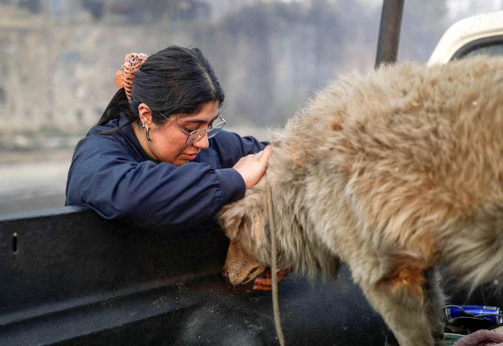 Z plamenů do náruče: příběhy hrdinů na čtyřech tlapkách