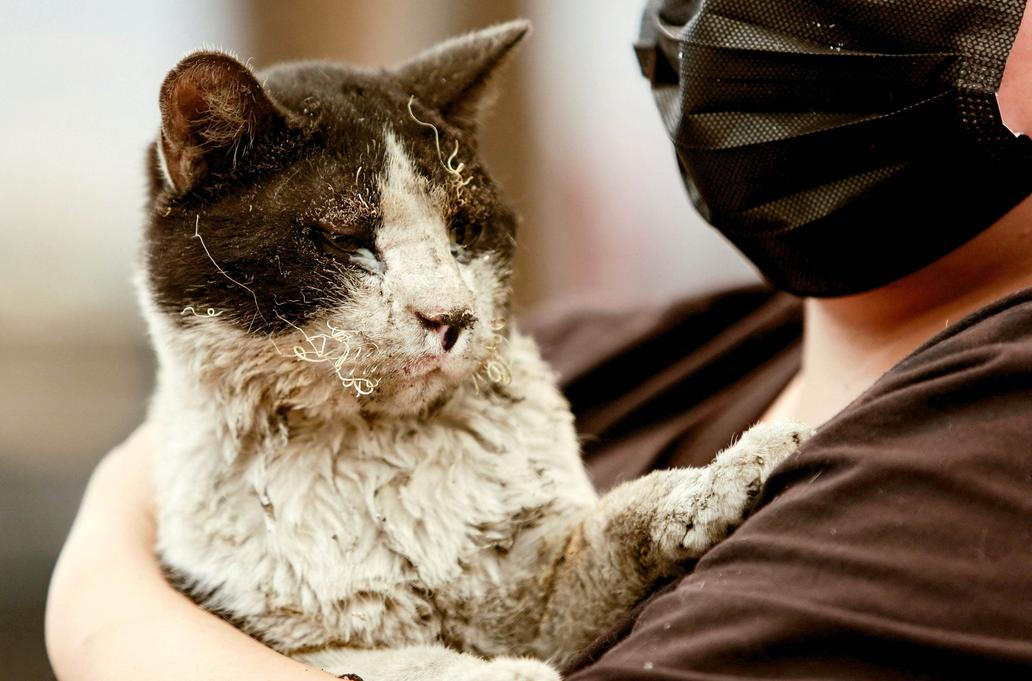 Z plamenů do náruče: příběhy hrdinů na čtyřech tlapkách