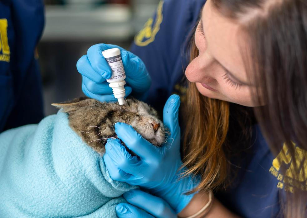 Z plamenů do náruče: příběhy hrdinů na čtyřech tlapkách