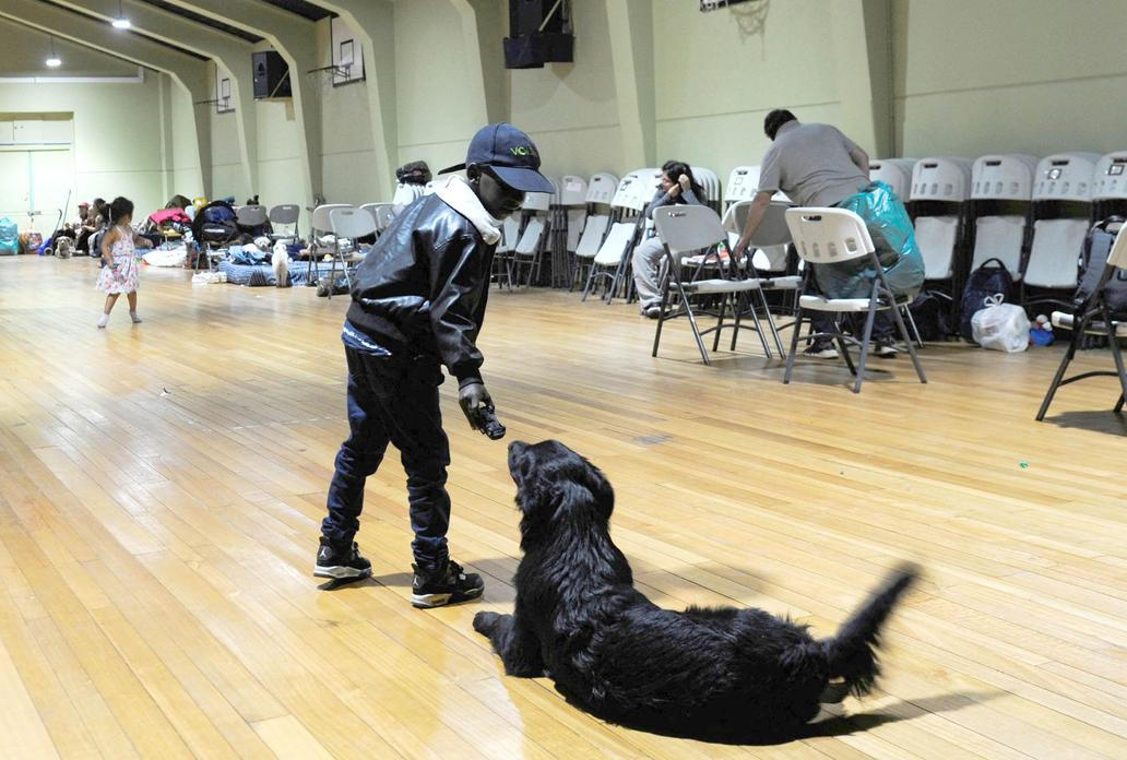 Z plamenů do náruče: příběhy hrdinů na čtyřech tlapkách