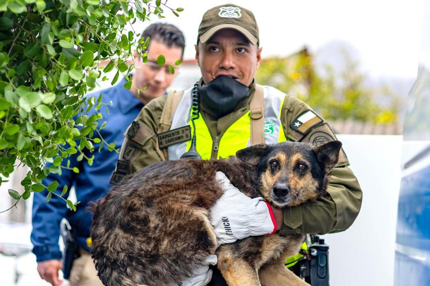 Z plamenů do náruče. Příběhy hrdinů na čtyřech tlapkách