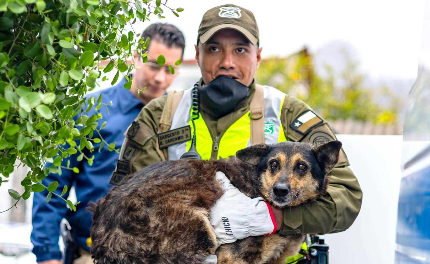 Z plamenů do náruče: příběhy hrdinů na čtyřech tlapkách