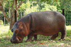 Hrošice Vanessa je jednou ze zvířecích obyvatelek Escobarova panství.