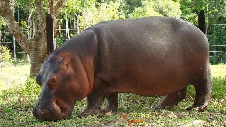 Hrošice Vanessa je jednou ze zvířecích obyvatelek Escobarova panství.