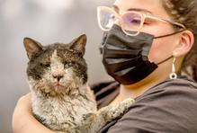 Z plamenů do náruče: příběhy hrdinů na čtyřech tlapkách