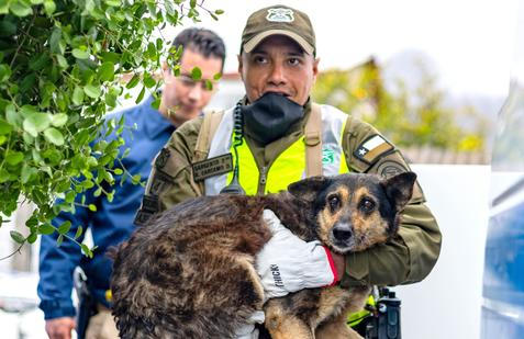Z plamenů do náruče: příběhy hrdinů na čtyřech tlapkách