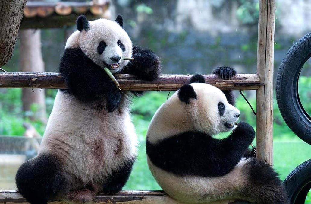 Panda-diplomacie v akci: Tokio se loučí s chlupatými „velvyslanci“