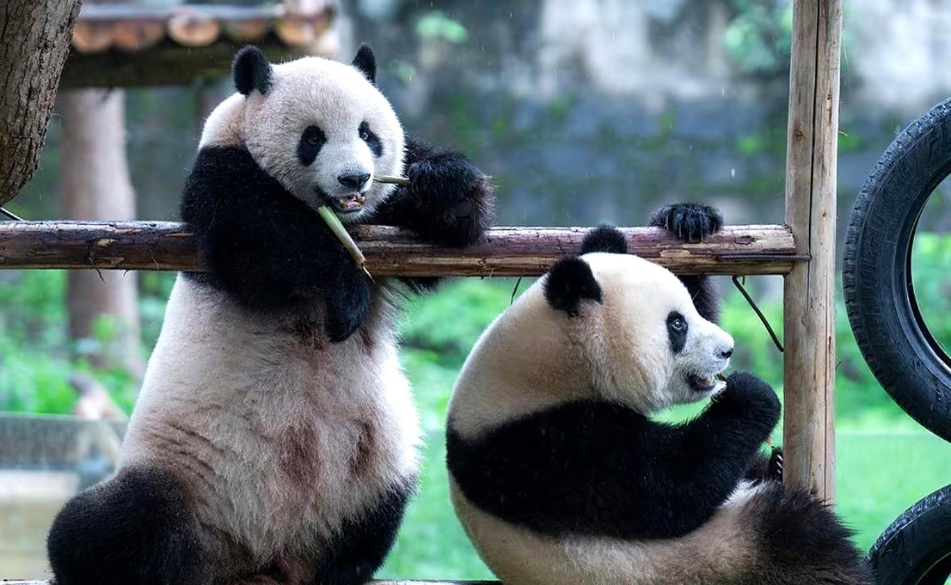 Panda-diplomacie v akci: Tokio se loučí s chlupatými „velvyslanci“