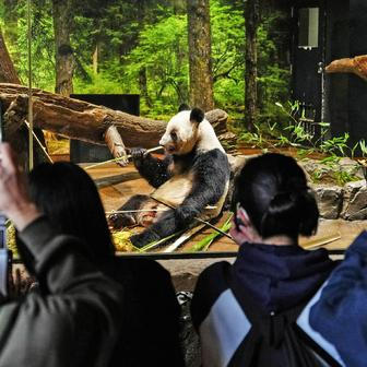 Panda-diplomacie v akci: Tokio se loučí s chlupatými „velvyslanci“