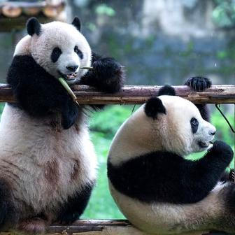 Panda-diplomacie v akci: Tokio se loučí s chlupatými „velvyslanci“