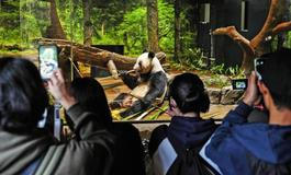 Panda-diplomacie v akci: Tokio se loučí s chlupatými „velvyslanci“