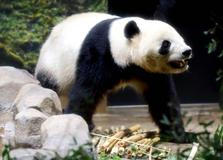 Panda-diplomacie v akci: Tokio se loučí s chlupatými „velvyslanci“