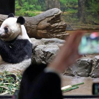 Panda-diplomacie v akci: Tokio se loučí s chlupatými „velvyslanci“