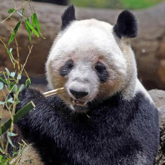 Panda-diplomacie v akci: Tokio se loučí s chlupatými „velvyslanci“