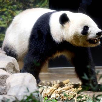 Panda-diplomacie v akci: Tokio se loučí s chlupatými „velvyslanci“