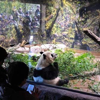 Panda-diplomacie v akci: Tokio se loučí s chlupatými „velvyslanci“
