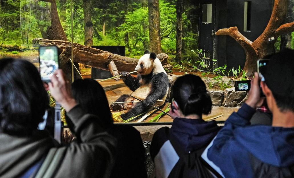 Panda-diplomacie v akci: Tokio se loučí s chlupatými „velvyslanci“