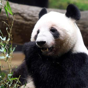 Panda-diplomacie v akci: Tokio se loučí s chlupatými „velvyslanci“