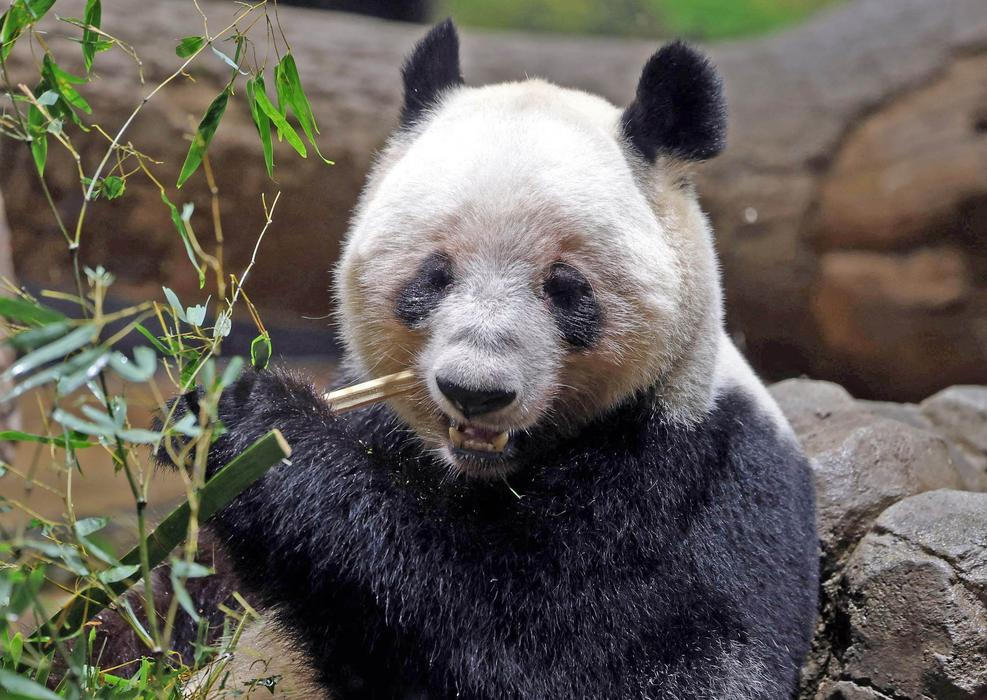 Panda-diplomacie v akci: Tokio se loučí s chlupatými „velvyslanci“