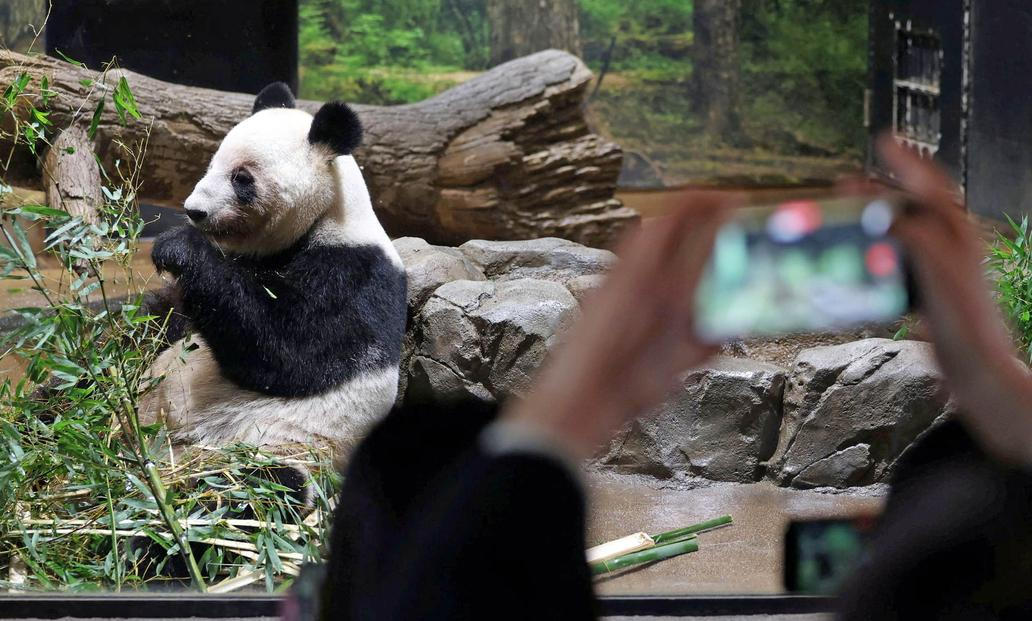 Panda-diplomacie v akci: Tokio se loučí s chlupatými „velvyslanci“