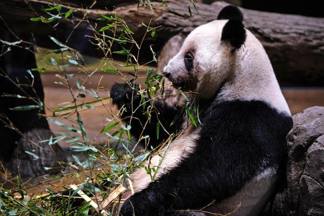 Panda-diplomacie v akci: Tokio se loučí s chlupatými „velvyslanci“