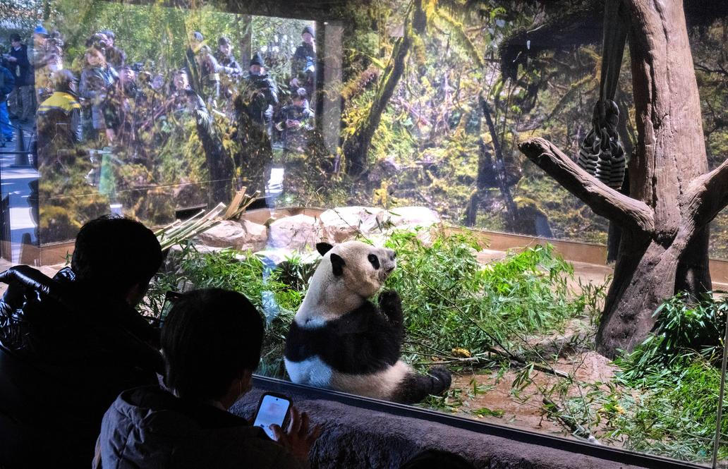 Panda-diplomacie v akci: Tokio se loučí s chlupatými „velvyslanci“