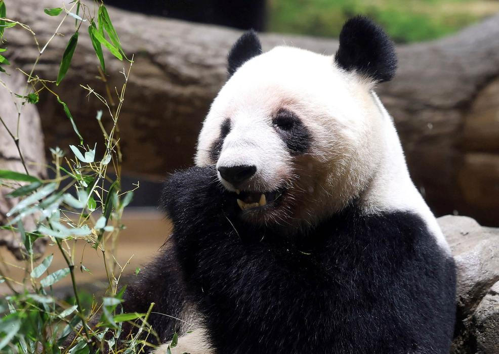 Panda-diplomacie v akci: Tokio se loučí s chlupatými „velvyslanci“