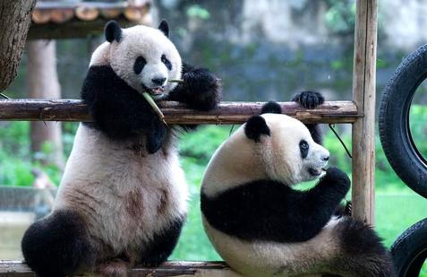 Panda-diplomacie v akci: Tokio se loučí s chlupatými „velvyslanci“